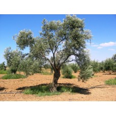 Estate Grown Koroneiki Greek EVOO 375ML only - Available While Supplies Last