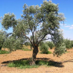 Estate Grown Koroneiki Greek EVOO 375ML only - Available While Supplies Last