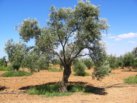 Estate Grown Koroneiki Greek EVOO 375ML only - Available While Supplies Last