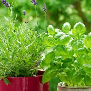 Basil Rosemary